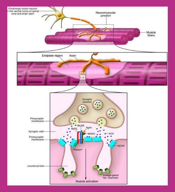 download the pharmacology of functional biochemical and recombinant receptor systems