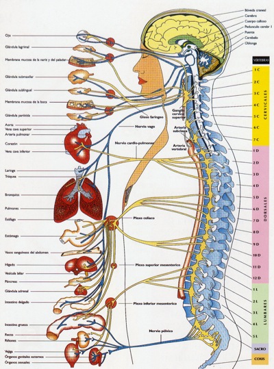 sistema-nervioso[1]